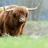Auch wenn er den deutschen Höflichkeitsregeln gemäß kaum in die Versuchung geraten sollte: Wenn der Bundespräsident Menschen unbedingt mit Tiernamen anreden möchte, sollte er die richtigen wählen: Niemals sollte man zu Chinesen "Huhn" (bedeutet Prostituierte) oder "Ente" (Strichjunge) sagen. Auch "Schwein" kommt nicht gut (bedeutet dumm). Hingegen jemanden anzusprechen "du bist ein richtiger Ochse" bedeutet "du bist großartig!