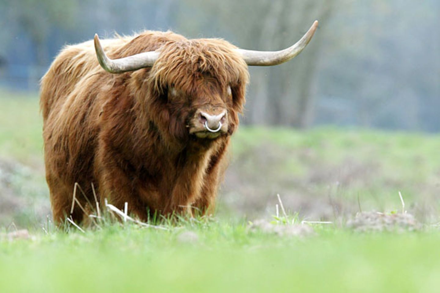 Bundespräsident Köhler: Auch wenn er den deutschen Höflichkeitsregeln gemäß kaum in die Versuchung geraten sollte: Wenn der Bundespräsident Menschen unbedingt mit Tiernamen anreden möchte, sollte er die richtigen wählen: Niemals sollte man zu Chinesen "Huhn" (bedeutet Prostituierte) oder "Ente" (Strichjunge) sagen. Auch "Schwein" kommt nicht gut (bedeutet dumm). Hingegen jemanden anzusprechen "du bist ein richtiger Ochse" bedeutet "du bist großartig! Auch wenn er den deutschen Höflichkeitsregeln gemäß kaum in die Versuchung geraten sollte: Wenn der Bundespräsident Menschen unbedingt mit Tiernamen anreden möchte, sollte er die richtigen wählen: Niemals sollte man zu Chinesen "Huhn" (bedeutet Prostituierte) oder "Ente" (Strichjunge) sagen. Auch "Schwein" kommt nicht gut (bedeutet dumm). Hingegen jemanden anzusprechen "du bist ein richtiger Ochse" bedeutet "du bist großartig!