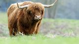 Auch wenn er den deutschen Höflichkeitsregeln gemäß kaum in die Versuchung geraten sollte: Wenn der Bundespräsident Menschen unbedingt mit Tiernamen anreden möchte, sollte er die richtigen wählen: Niemals sollte man zu Chinesen "Huhn" (bedeutet Prostituierte) oder "Ente" (Strichjunge) sagen. Auch "Schwein" kommt nicht gut (bedeutet dumm). Hingegen jemanden anzusprechen "du bist ein richtiger Ochse" bedeutet "du bist großartig!