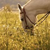 Reiter mit Heuschnupfen sollten außerdem bedenken, dass sich bei der Pflege viele Blütenpollen aus dem Haar und dem Fell der Tiere lösen