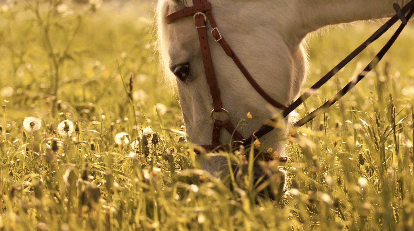Reiter mit Heuschnupfen sollten außerdem bedenken, dass sich bei der Pflege viele Blütenpollen aus dem Haar und dem Fell der Tiere lösen