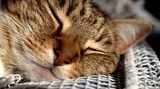 Katzenallergene sind besonders aggressiv. Auch wenn es für Sie und das Tier traurig ist: Bei schweren Allergien sollten Sie sich von ihm trennen. Den Allergenen werden Sie allerdings weiterhin in geringen Mengen ausgesetzt sein, denn andere Katzen- und Hundehalter tragen sie mit ihrer Kleidung so gut wie überall hin