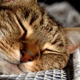 Katzenallergene sind besonders aggressiv. Auch wenn es für Sie und das Tier traurig ist: Bei schweren Allergien sollten Sie sich von ihm trennen. Den Allergenen werden Sie allerdings weiterhin in geringen Mengen ausgesetzt sein, denn andere Katzen- und Hundehalter tragen sie mit ihrer Kleidung so gut wie überall hin