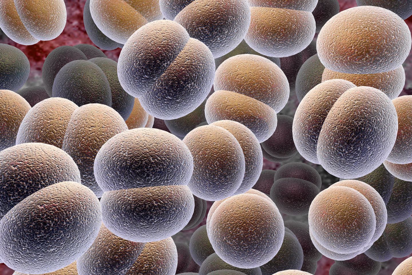 Wenn Keime sich vermehren, tauschen sie oft Gene aus. Das verändert ihr Äußeres