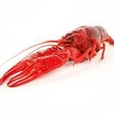 Hummerkummer    Für Krebstiere werden nur sieben Prozent Umsatzsteuer verlangt. Bei Krabbenbrötchen und Flusskrebssalat hat der Staat also ein Einsehen. Wer es allerdings feudaler mag, dem wird voll in die Tasche gegriffen: Auf Hummer, Schnecken, Austern und Langusten sind satte 19 Prozent fällig. Gleiches gilt für Kaviar