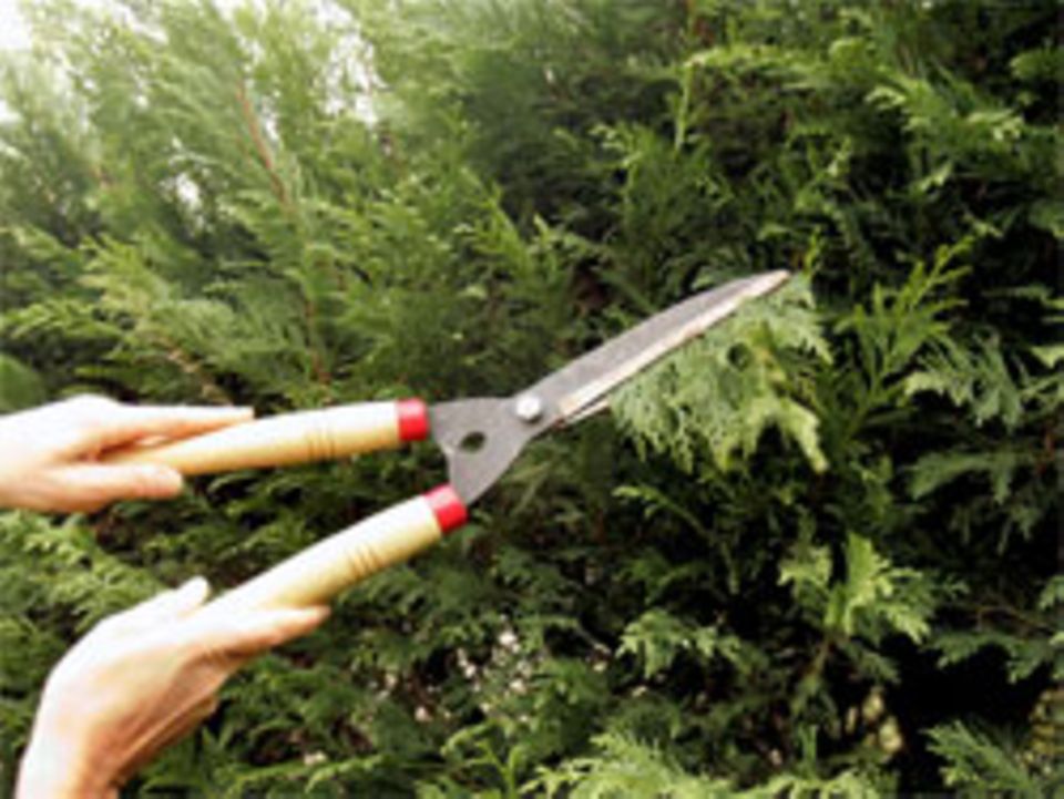 Pflanzenneurobiologe: "Pflanzen können sehen, hören, fühlen" | STERN.de