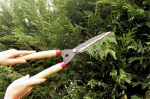 Ob das der Hecke weh tut? Wissenschaftler streiten darüber, ob Pflanzen etwas fühlen können
