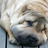 Ali aus Charlerois macht eine Alterserscheinung für dieses Phänomen verantwortlich: "Falten sind Hindernisse. Beim Schlaf entspannt sich die Haut und wirkt wie eine Rennstrecke. Fliegen mögen das"