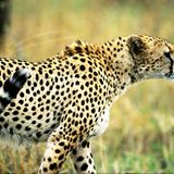 "Dann würden sich die Geparden als schnellstes Landsäugetier permanent den Schädel einrennen", schreibt Alexandre Gruß aus Shanghai