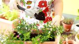Falls Sie zu einer besonders gefährdeten Berufsgruppe gehören und zum Beispiel Imker oder Gärtner sind, sollten Sie als Insektengiftallergiker spezielle Vorkehrungen treffen. Gärtner sollten bei der Arbeit mit Blütenpflanzen stets Handschuhe tragen