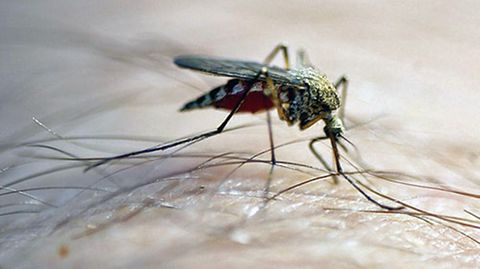 Saugende Mücke: "Viele Stoffe im Mückenspeichel können zu allergischen Reaktionen führen"
