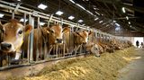 Deshalb ist es wichtig, Allergenbarrieren aufzubauen: keine direkten Verbindungen zwischen Stall und Wohnung, nur wischbare Böden im Eingangsbereich zur Wohnung und die Teppichböden alle sechs Monate feucht oder mit Dampf reinigen