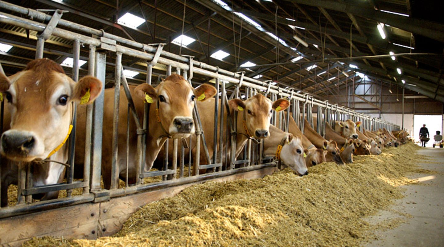 Deshalb ist es wichtig, Allergenbarrieren aufzubauen: keine direkten Verbindungen zwischen Stall und Wohnung, nur wischbare Böden im Eingangsbereich zur Wohnung und die Teppichböden alle sechs Monate feucht oder mit Dampf reinigen