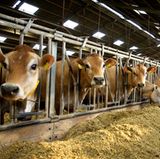 Deshalb ist es wichtig, Allergenbarrieren aufzubauen: keine direkten Verbindungen zwischen Stall und Wohnung, nur wischbare Böden im Eingangsbereich zur Wohnung und die Teppichböden alle sechs Monate feucht oder mit Dampf reinigen