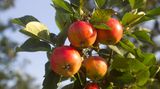 Nicht jede Apfelsorte ruft gleich starke Reaktionen hervor. Forscher haben herausgefunden, dass Apfelallergiker seltener auf alte Sorten reagieren als auf neuere Züchtungen. Einzelne Allergiker vertragen die Sorten Boskop, Altländer und Gloster. Besonders problematisch sind hingegen Golden Delicious, Braeburn, Granny Smith, Cox Orange und Jonagold