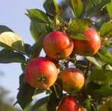 Nicht jede Apfelsorte ruft gleich starke Reaktionen hervor. Forscher haben herausgefunden, dass Apfelallergiker seltener auf alte Sorten reagieren als auf neuere Züchtungen. Einzelne Allergiker vertragen die Sorten Boskop, Altländer und Gloster. Besonders problematisch sind hingegen Golden Delicious, Braeburn, Granny Smith, Cox Orange und Jonagold