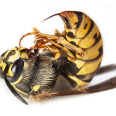 Bei einer Allergie gegen Insektengift hilft die Hyposensibilisierung