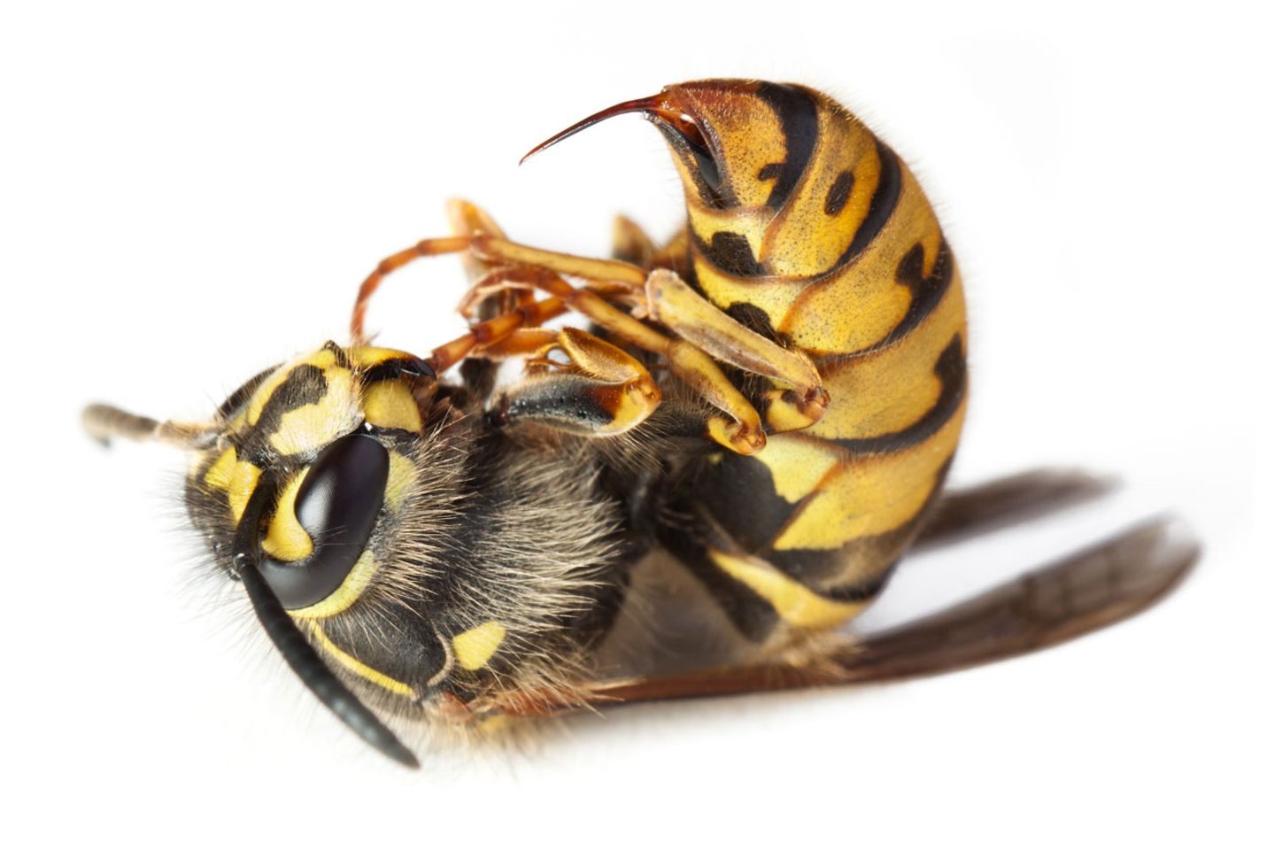 Bei einer Allergie gegen Insektengift hilft die Hyposensibilisierung