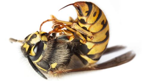 Bei einer Allergie gegen Insektengift hilft die Hyposensibilisierung