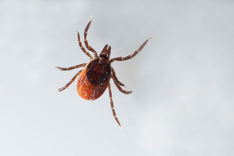 Zecken können sich so vollsaugen, dass sie drei Zentimeter groß werden