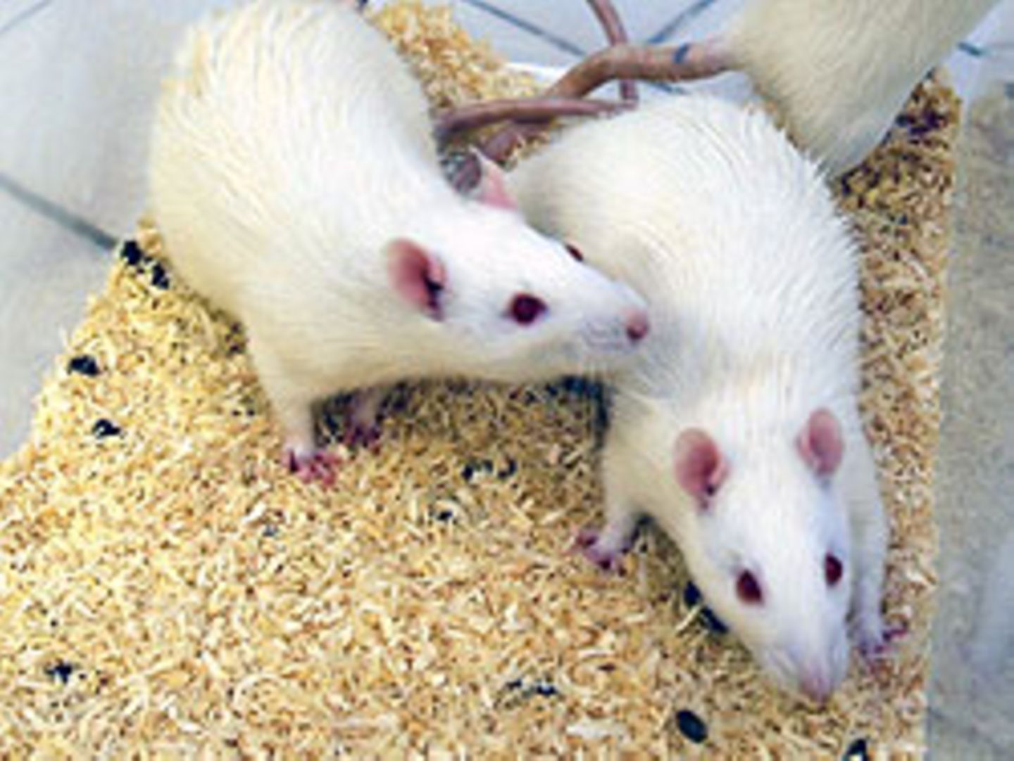 Wissenschaftler testeten an Mäusen wie sich Stress auf das Erinnerungsvermögen auswirkt