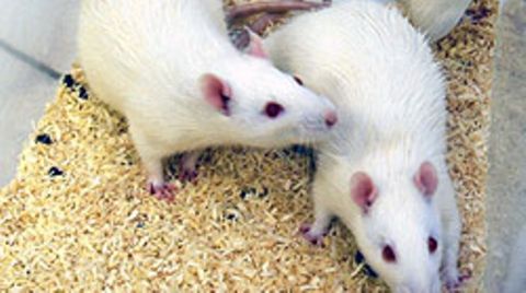 Wissenschaftler testeten an Mäusen wie sich Stress auf das Erinnerungsvermögen auswirkt