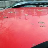 Kein Schöner Anblick. Verkrusteter Vogelkot frisst sich geradezu in den Lack.