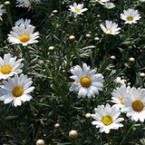 Die Fotosynthese ist wesentlich besser erforscht als die Kernfusion, gibt nur leider für Science-Fiction und pseudowissenschaftliche Beiträge nicht so viel her. Pflanzen sind nun mal unspannend und können auch nicht von selbst explodieren.   Thomas, Freiberg