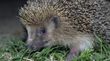 Ein tierischer Morgenstern    Ein Neuseeländer ist wegen Körperverletzung angeklagt, weil er einen anderen Mann mit einem Igel bedroht hat. Das Gericht in Whakatane sah das Tier als Waffe an, berichtete die Zeitung "New Zealand Herald". Der Mann wies die Klage zurück und bekannte sich "nicht schuldig". Der Fall wurde erstmal vertagt. Die Raubritter hätten so etwas sicher gerne in ihrer Waffenkammer gehabt: Da rostet schließlich nichts.