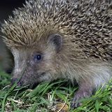 Ein tierischer Morgenstern    Ein Neuseeländer ist wegen Körperverletzung angeklagt, weil er einen anderen Mann mit einem Igel bedroht hat. Das Gericht in Whakatane sah das Tier als Waffe an, berichtete die Zeitung "New Zealand Herald". Der Mann wies die Klage zurück und bekannte sich "nicht schuldig". Der Fall wurde erstmal vertagt. Die Raubritter hätten so etwas sicher gerne in ihrer Waffenkammer gehabt: Da rostet schließlich nichts.