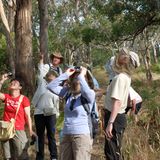 "Da oben sitzen jede Menge Papageien“, zeigt Shayne seinen Gästen. Mit Schutznetzen über dem Kopf wappnen sich viele Urlauber gegen die Fliegen, Australiens lästigste Plage