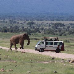Safari-Guide Nationalparks: Krüger, Karoo & Co.