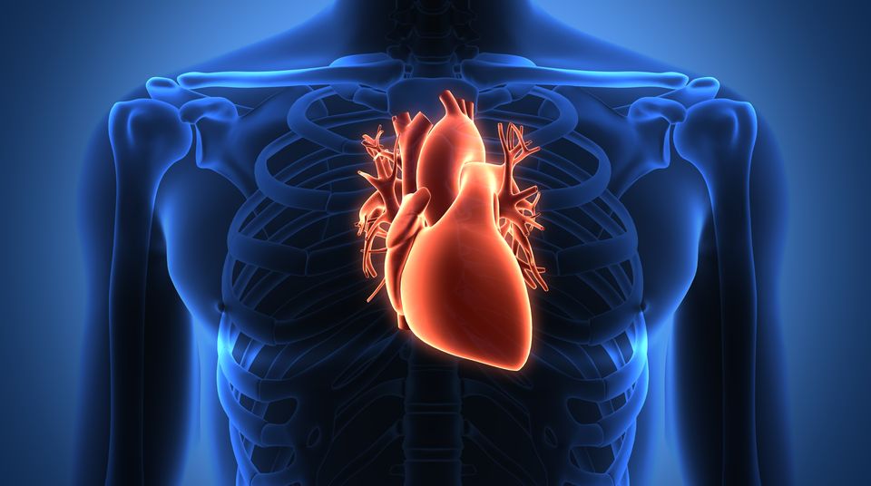 Das menschliche Herz: ein kleines Wunderwerk. Abbildung des menschlichen Herzens
