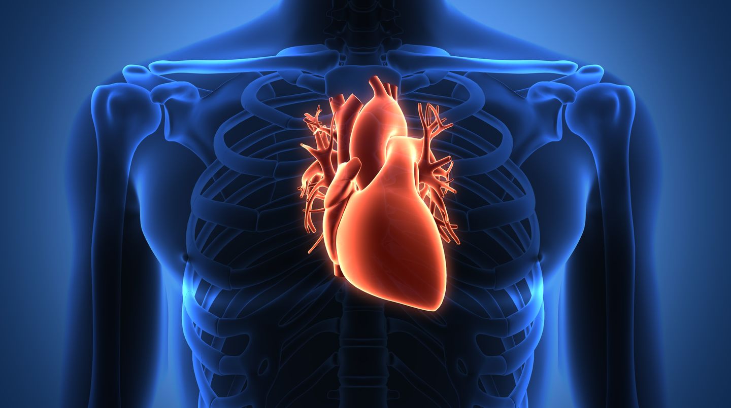 Das Herz - Alle wichtigen Infos zu Herzerkrankungen