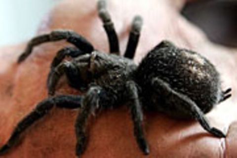 Kleine Mädchen lernen die Angst vor Spinnen schneller als Jungs