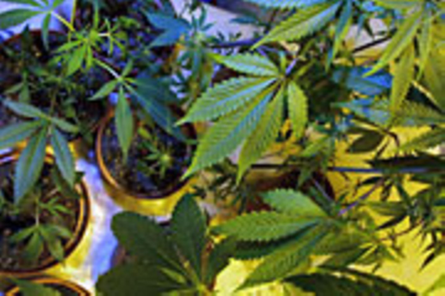 In Cannabis ist der Wirkstoff Tetrahydrocannabinol (THC) enthalten