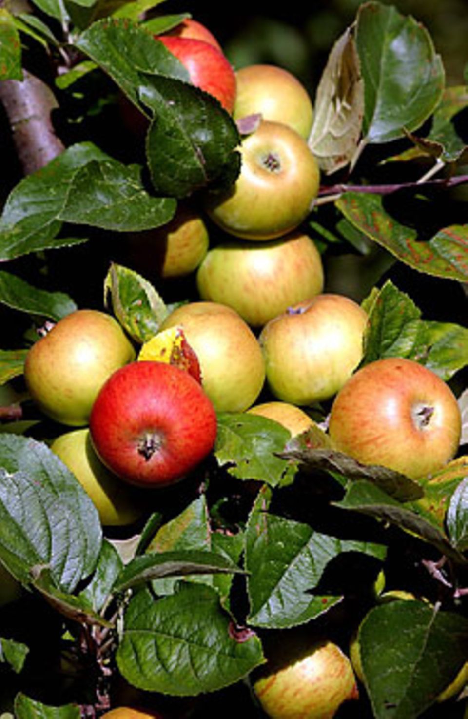 Apfelbaum voller Früchte: "Manchmal hängt das davon ab, ob ein Apfel innen oder außen in der Baumkrone wächst"