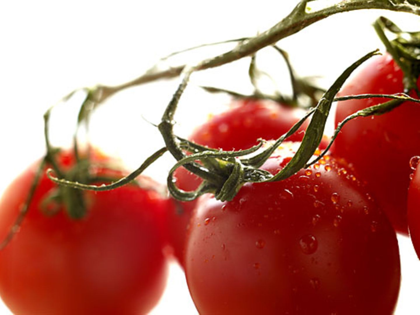 Reife Tomaten: Mehr Favonoide in der Bio-Ware