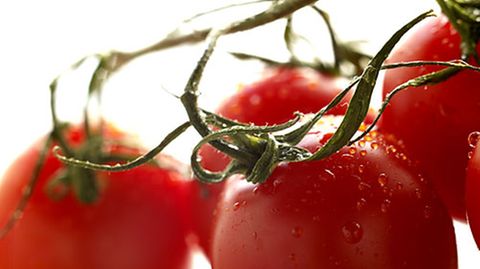 Reife Tomaten: Mehr Favonoide in der Bio-Ware