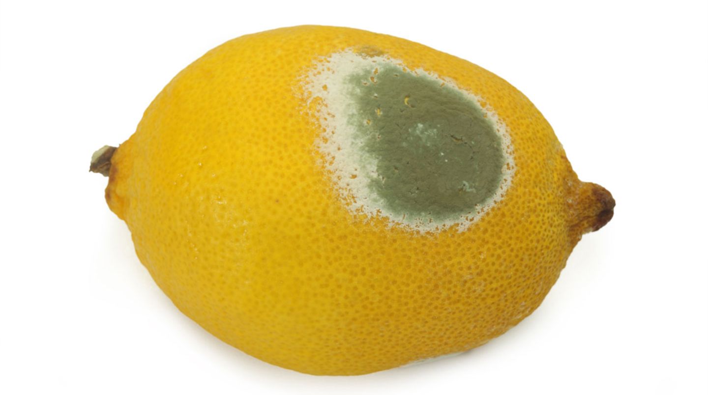 Лимонная плесень