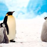 Vergangenes Jahr meldete die BBC, dass fliegende Pinguine entdeckt worden seien. Für den Aprilscherz wurde extra aufwändig ein Film hergestellt. Darin watschelt die seltene Tierart übers Eis. Schließlich nehmen die Pinguine Anlauf und flattern mit ihren kurzen Stummelflügelchen los - angeblich, um über die Eisberge Richtung Tropen zu ziehen