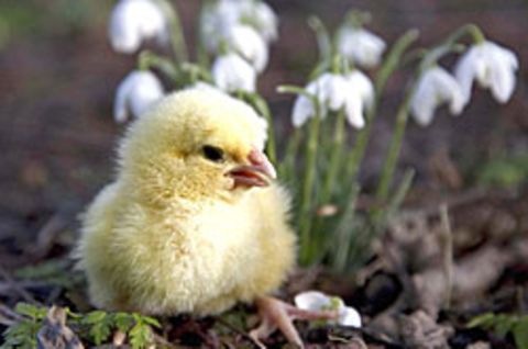 Nächste Woche soll die Sonne wieder scheinen. Wie das Wetter zu Ostern wird, können Meteorologen allerdings noch nicht sicher sagen