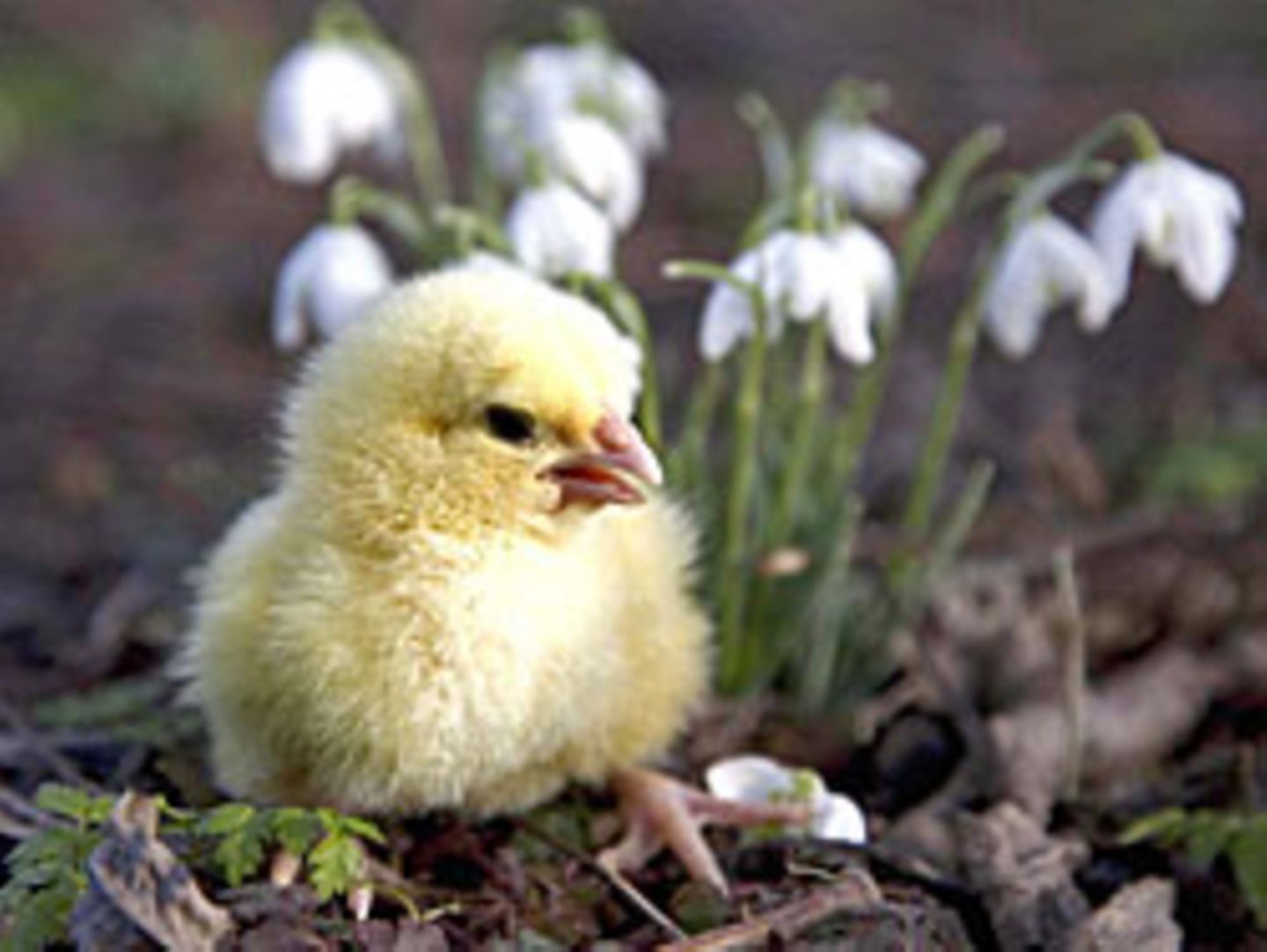 Nächste Woche soll die Sonne wieder scheinen. Wie das Wetter zu Ostern wird, können Meteorologen allerdings noch nicht sicher sagen