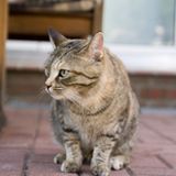 Raucher müssen leider draußenbleiben    Beim Rauchen auf dem Balkon ist eine 68-jährige Frau von ihrer Katze aus der Wohnung ausgesperrt worden. Nach Angaben der Polizeidirektion Landshut hatte die Frau die Tür angelehnt, als sie auf den Balkon gegangen war, damit ihre Katzen nicht ins Freie gelangen konnten. Eine der Katzen sprang daraufhin auf den Griff der Balkontür, drückte diesen herunter und sperrte so ihre Besitzerin aus. Eine vorbeifahrende Radfahrerin hörte die Hilferufe der Frau und alarmierte eine Nachbarin. Da jedoch auch die Wohnungstür versperrt war, konnte nur ein Schlüsseldienst die Frau von ihrem Balkon befreien