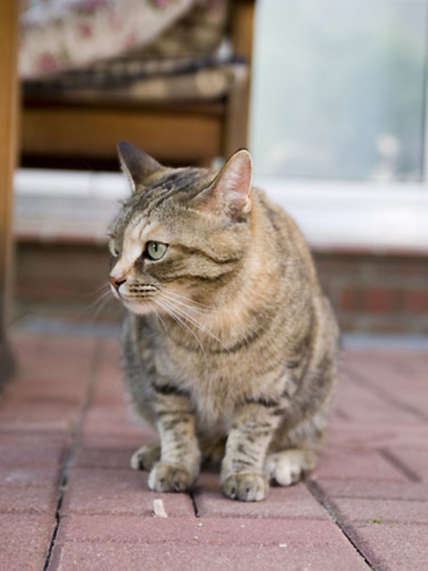 Raucher müssen leider draußenbleiben    Beim Rauchen auf dem Balkon ist eine 68-jährige Frau von ihrer Katze aus der Wohnung ausgesperrt worden. Nach Angaben der Polizeidirektion Landshut hatte die Frau die Tür angelehnt, als sie auf den Balkon gegangen war, damit ihre Katzen nicht ins Freie gelangen konnten. Eine der Katzen sprang daraufhin auf den Griff der Balkontür, drückte diesen herunter und sperrte so ihre Besitzerin aus. Eine vorbeifahrende Radfahrerin hörte die Hilferufe der Frau und alarmierte eine Nachbarin. Da jedoch auch die Wohnungstür versperrt war, konnte nur ein Schlüsseldienst die Frau von ihrem Balkon befreien