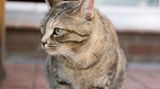 Raucher müssen leider draußenbleiben    Beim Rauchen auf dem Balkon ist eine 68-jährige Frau von ihrer Katze aus der Wohnung ausgesperrt worden. Nach Angaben der Polizeidirektion Landshut hatte die Frau die Tür angelehnt, als sie auf den Balkon gegangen war, damit ihre Katzen nicht ins Freie gelangen konnten. Eine der Katzen sprang daraufhin auf den Griff der Balkontür, drückte diesen herunter und sperrte so ihre Besitzerin aus. Eine vorbeifahrende Radfahrerin hörte die Hilferufe der Frau und alarmierte eine Nachbarin. Da jedoch auch die Wohnungstür versperrt war, konnte nur ein Schlüsseldienst die Frau von ihrem Balkon befreien