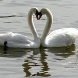 Frage nicht    Wie sehr ich dein, soll ich dir sagen?    Ich weiß es nicht und will nicht fragen;    Mein Herz behalte seine Kunde,    Wie tief es dein im Grunde  Nikolaus Lenau, 1802 - 1850    137 Zeichen