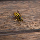 Schlagen Sie nicht um sich und vermeiden Sie schnelle Bewegungen, wenn Sie von Insekten belästigt werden. Die Tiere fühlen sich davon bedroht und stechen eher zu