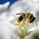 "Weil man dann ruckartig einatmet und dabei Insekten in den Rachenraum gesogen werden könnten. Mit der Hand versucht man instinktiv mögliche Insekten fernzuhalten", schreibt Wolfgang Schmidt aus Krefeld