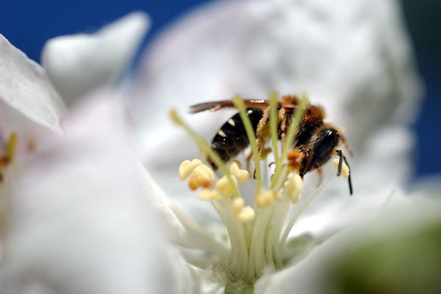 "Weil man dann ruckartig einatmet und dabei Insekten in den Rachenraum gesogen werden könnten. Mit der Hand versucht man instinktiv mögliche Insekten fernzuhalten", schreibt Wolfgang Schmidt aus Krefeld